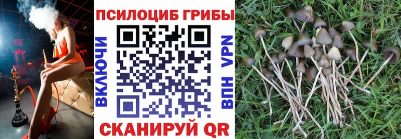 Галлюциногенные грибы Psilocybine cubensis  ссылка на мегу как войти  Россошь  наркота 